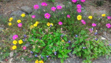 Banyak bunga-bunga cantik juga lho di taman kastil
